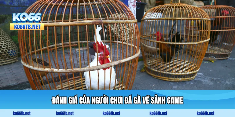 Đánh giá của người chơi đá gà về sảnh game