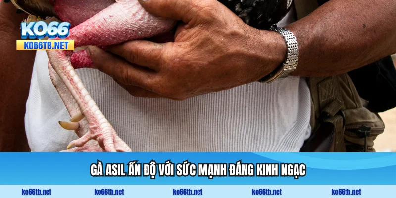 Gà Asil Ấn Độ với sức mạnh đáng kinh ngạc và đòn đánh chí mạng