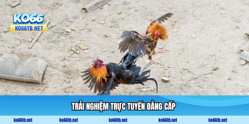 Trải nghiệm trực tuyến đẳng cấp với hình ảnh 4K siêu nét